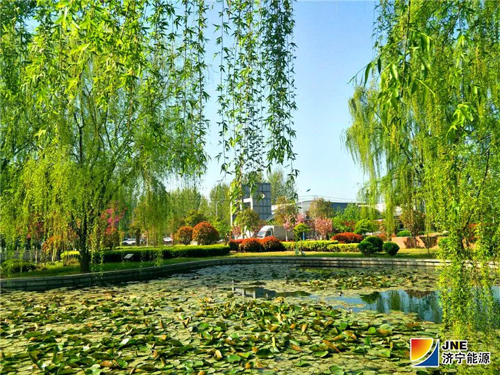 1556071309854482.jpg 《济矿集团阳城煤电循环经济助力生态建设》配图-荷塘春色.jpg